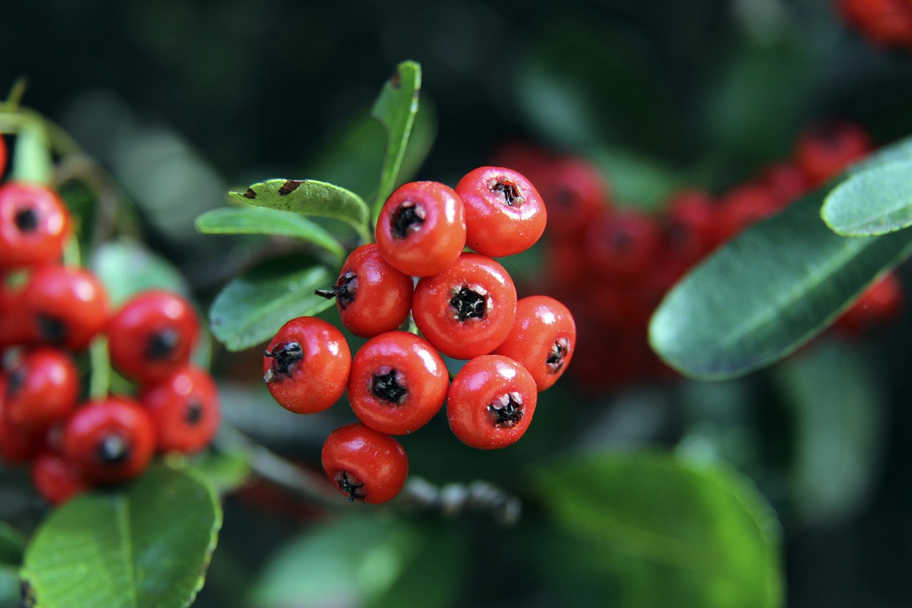 蒙彼利埃主 蒙彼利埃主